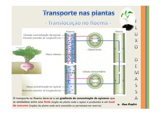 Transporte nas plantas