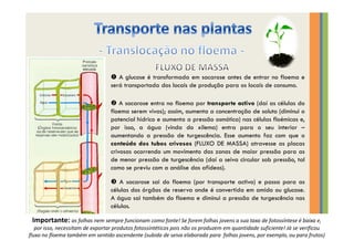 Transporte nas plantas