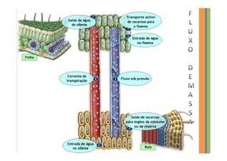 Transporte nas plantas