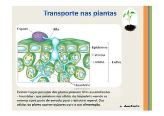 Transporte nas plantas