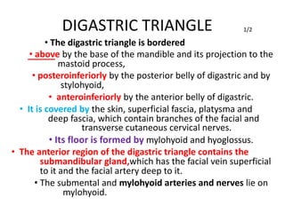 DIGASTRIC TRIANGLE
• The digastric triangle is bordered
1/2
• above by the base of the mandible and its projection to the
mastoid process,
• posteroinferiorly by the posterior belly of digastric and by
stylohyoid,
• anteroinferiorly by the anterior belly of digastric.
• It is covered by the skin, superficial fascia, platysma and
deep fascia, which contain branches of the facial and
transverse cutaneous cervical nerves.
• Its floor is formed by mylohyoid and hyoglossus.
• The anterior region of the digastric triangle contains the
submandibular gland,which has the facial vein superficial
to it and the facial artery deep to it.
• The submental and mylohyoid arteries and nerves lie on
mylohyoid.
 