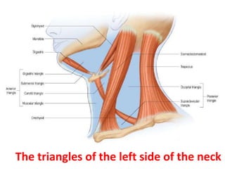 The triangles of the left side of the neck
 