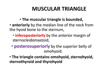 MUSCULAR TRIANGLE
• The muscular triangle is bounded,
• anteriorly by the median line of the neck from
the hyoid bone to the sternum,
• inferoposteriorly by the anterior margin of
sternocleidomastoid,
• posterosuperiorly by the superior belly of
omohyoid.
• The triangle contains omohyoid, sternohyoid,
sternothyroid and thyrohyoid
 