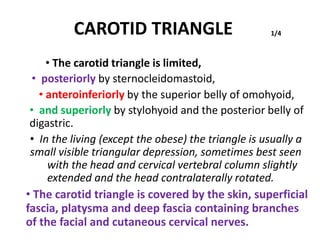 CAROTID TRIANGLE
• The carotid triangle is limited,
• posteriorly by sternocleidomastoid,
1/4
• anteroinferiorly by the superior belly of omohyoid,
• and superiorly by stylohyoid and the posterior belly of
digastric.
• In the living (except the obese) the triangle is usually a
small visible triangular depression, sometimes best seen
with the head and cervical vertebral column slightly
extended and the head contralaterally rotated.
• The carotid triangle is covered by the skin, superficial
fascia, platysma and deep fascia containing branches
of the facial and cutaneous cervical nerves.
 