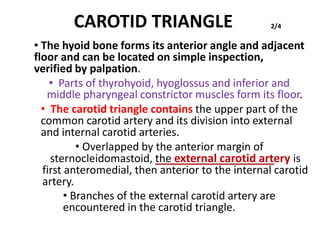 CAROTID TRIANGLE 2/4
• The hyoid bone forms its anterior angle and adjacent
floor and can be located on simple inspection,
verified by palpation.
• Parts of thyrohyoid, hyoglossus and inferior and
middle pharyngeal constrictor muscles form its floor.
• The carotid triangle contains the upper part of the
common carotid artery and its division into external
and internal carotid arteries.
• Overlapped by the anterior margin of
sternocleidomastoid, the external carotid artery is
first anteromedial, then anterior to the internal carotid
artery.
• Branches of the external carotid artery are
encountered in the carotid triangle.
 