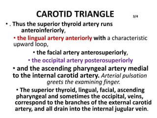 CAROTID TRIANGLE
• . Thus the superior thyroid artery runs
anteroinferiorly,
3/4
• the lingual artery anteriorly with a characteristic
upward loop,
• the facial artery anterosuperiorly,
• the occipital artery posterosuperiorly
• and the ascending pharyngeal artery medial
to the internal carotid artery. Arterial pulsation
greets the examining finger.
• The superior thyroid, lingual, facial, ascending
pharyngeal and sometimes the occipital, veins,
correspond to the branches of the external carotid
artery, and all drain into the internal jugular vein.
 