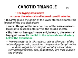 CAROTID TRIANGLE
• The hypoglossal nerve
4/4
• crosses the external and internal carotid arteries.
• It curves round the origin of the lower sternocleidomastoid
branch of the occipital artery,
• and at this point the superior root of the ansa cervicalis
leaves it to descend anteriorly in the carotid sheath.
• The internal laryngeal nerve and, below it, the external
laryngeal nerve, lie medial to the external carotid artery
below the hyoid bone.
• Many structures in this region, such as all or part of the
internal jugular vein, associated deep cervical lymph nodes,
and the vagus nerve, may be variably obscured by
sternocleidomastoid, and, pedantically, are thus 'outside
the triangle‘.
 