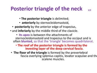 Posterior triangle of the neck
• The posterior triangle is delimited;
• anteriorly by sternocleidomastoid,
• posteriorly by the anterior edge of trapezius,
• and inferiorly by the middle third of the clavicle.
• Its apex is between the attachments of
1/2
sternocleidomastoid and trapezius to the occiput and is
often blunted, so that the 'triangle' becomes quadrilateral.
• The roof of the posterior triangle is formed by the
investing layer of the deep cervical fascia.
• The floor of the triangle is formed by the prevertebral
fascia overlying splenius capitis, levator scapulae and the
scalene muscles.
 