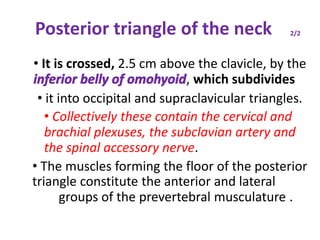 Posterior triangle of the neck 2/2
• It is crossed, 2.5 cm above the clavicle, by the
inferior belly of omohyoid, which subdivides
• it into occipital and supraclavicular triangles.
• Collectively these contain the cervical and
brachial plexuses, the subclavian artery and
the spinal accessory nerve.
• The muscles forming the floor of the posterior
triangle constitute the anterior and lateral
groups of the prevertebral musculature .
 