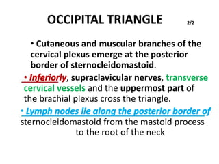 OCCIPITAL TRIANGLE 2/2
• Cutaneous and muscular branches of the
cervical plexus emerge at the posterior
border of sternocleidomastoid.
• Inferiorly, supraclavicular nerves, transverse
cervical vessels and the uppermost part of
the brachial plexus cross the triangle.
• Lymph nodes lie along the posterior border of
sternocleidomastoid from the mastoid process
to the root of the neck
 