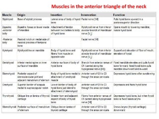 Muscles in the anterior triangle of the neck
 