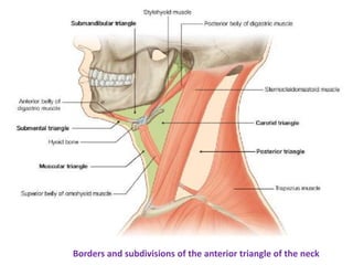 Borders and subdivisions of the anterior triangle of the neck
 
