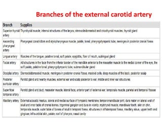 Branches of the external carotid artery
 