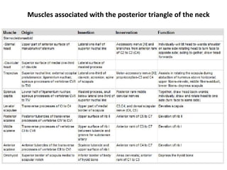 Muscles associated with the posterior triangle of the neck
 