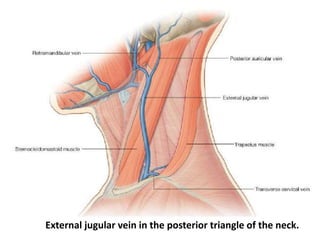 External jugular vein in the posterior triangle of the neck.
 