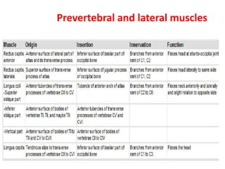 Prevertebral and lateral muscles
 