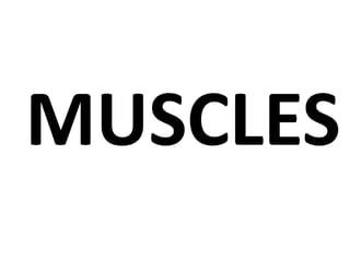 MUSCLES
 