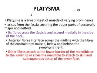 PLATYSMA
•
1/3
• Platysma is a broad sheet of muscle of varying prominence.
• arises from the fascia covering the upper parts of pectoralis
major and deltoid.
• Its fibres cross the clavicle and ascend medially in the side
of the neck.
• Anterior fibres interlace across the midline with the fibres
of the contralateral muscle, below and behind the
symphysis menti.
• Other fibres attach to the lower border of the mandible or
to the lower lip or cross the mandible to attach to skin and
subcutaneous tissue of the lower face.
 