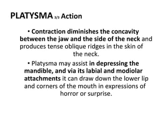 PLATYSMA3/3 Action
• Contraction diminishes the concavity
between the jaw and the side of the neck and
produces tense oblique ridges in the skin of
the neck.
• Platysma may assist in depressing the
mandible, and via its labial and modiolar
attachments it can draw down the lower lip
and corners of the mouth in expressions of
horror or surprise.
 