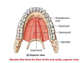 Muscles that form the floor of the oral cavity, superior view
 
