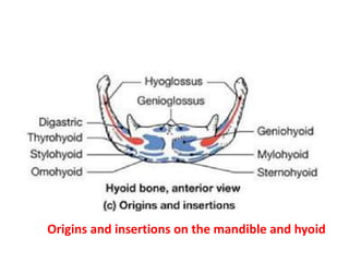 Origins and insertions on the mandible and hyoid
 