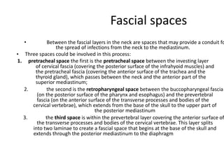Fascial spaces
• Between the fascial layers in the neck are spaces that may provide a conduit fo
the spread of infections from the neck to the mediastinum.
• Three spaces could be involved in this process:
1. pretracheal space the first is the pretracheal space between the investing layer
of cervical fascia (covering the posterior surface of the infrahyoid muscles) and
the pretracheal fascia (covering the anterior surface of the trachea and the
thyroid gland), which passes between the neck and the anterior part of the
superior mediastinum;
2. the second is the retropharyngeal space between the buccopharyngeal fascia
(on the posterior surface of the pharynx and esophagus) and the prevertebral
fascia (on the anterior surface of the transverse processes and bodies of the
cervical vertebrae), which extends from the base of the skull to the upper part of
the posterior mediastinum
3. the third space is within the prevertebral layer covering the anterior surface of
the transverse processes and bodies of the cervical vertebrae. This layer splits
into two laminae to create a fascial space that begins at the base of the skull and
extends through the posterior mediastinum to the diaphragm
 
