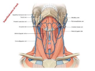  triangles of the neck-dr.meher 