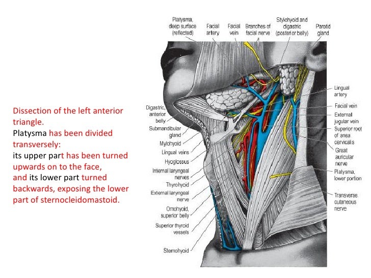 8. triangles of the neck