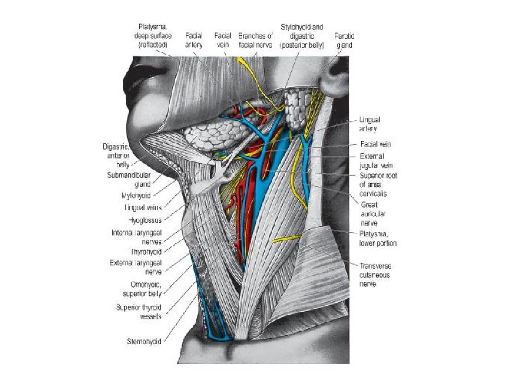 8. triangles of the neck