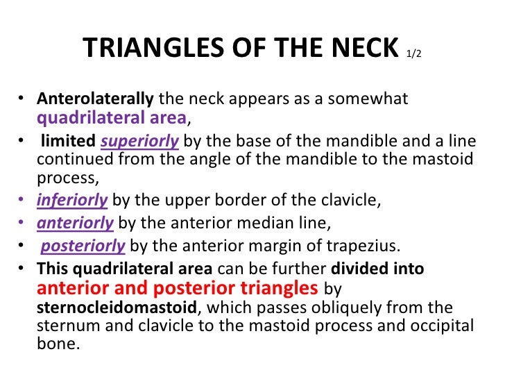 8. triangles of the neck
