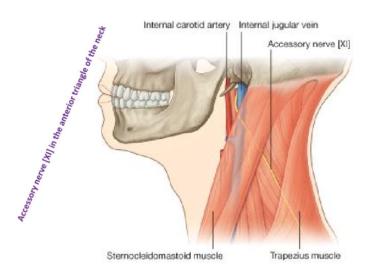 8. triangles of the neck