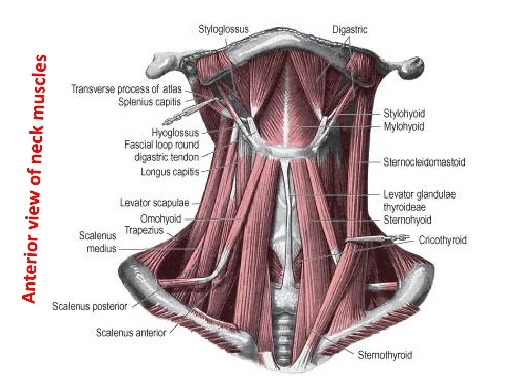 8. triangles of the neck