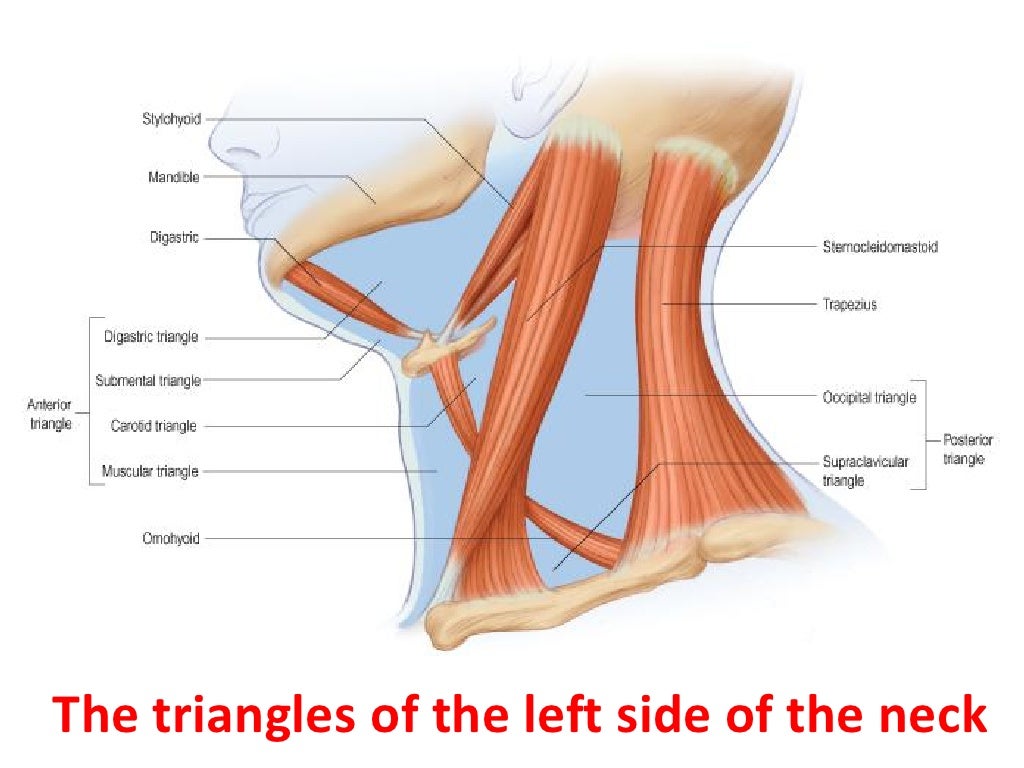 8. triangles of the neck
