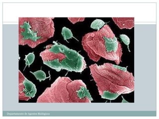 Departamento de Agentes Biológicos
 