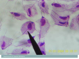 Departamento de Agentes Biológicos
 