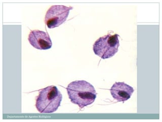 Departamento de Agentes Biológicos
 