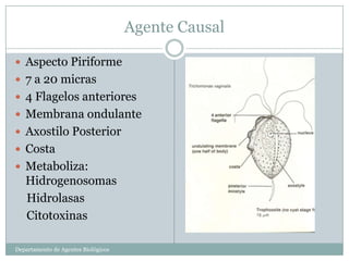 Agente Causal

 Aspecto Piriforme
 7 a 20 micras
 4 Flagelos anteriores
 Membrana ondulante
 Axostilo Posterior
 Costa
 Metaboliza:
   Hidrogenosomas
   Hidrolasas
   Citotoxinas

Departamento de Agentes Biológicos
 