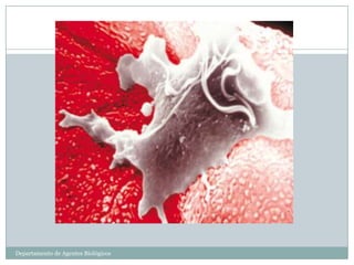 Departamento de Agentes Biológicos
 