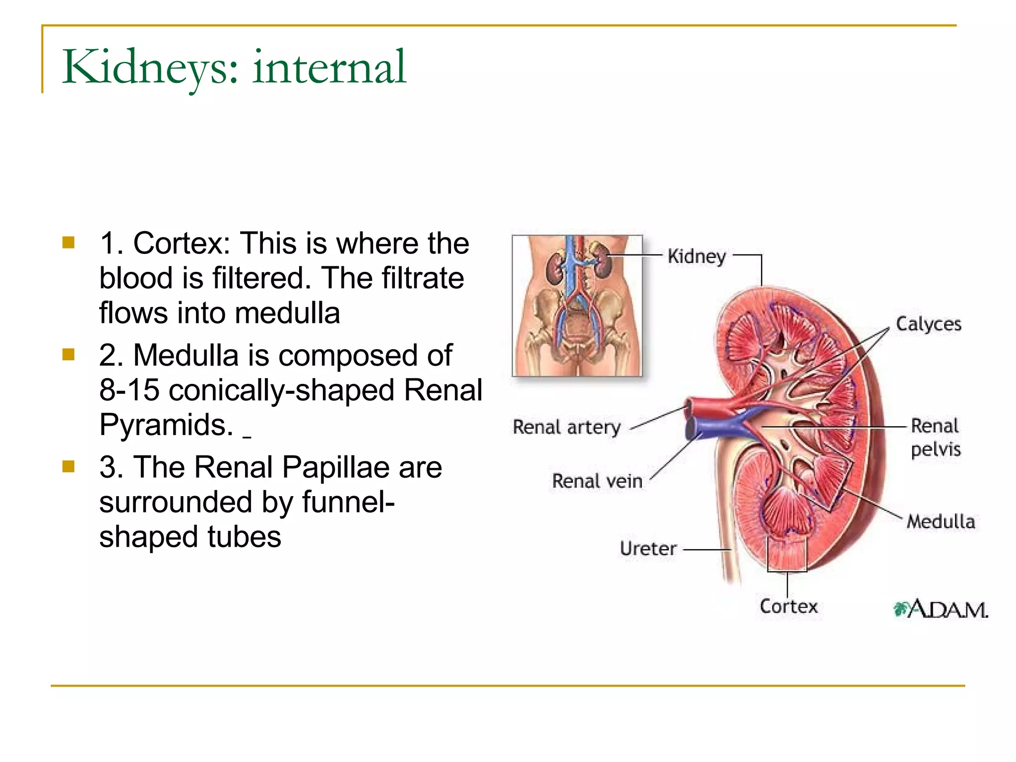 Kidneys: internal  1. Cortex: This is where the blood is filtered. The filtrate flows into medulla  2. Medulla is composed of 8-15 conically-shaped Renal Pyramids.  3. The Renal Papillae are surrounded by funnel-shaped tubes  