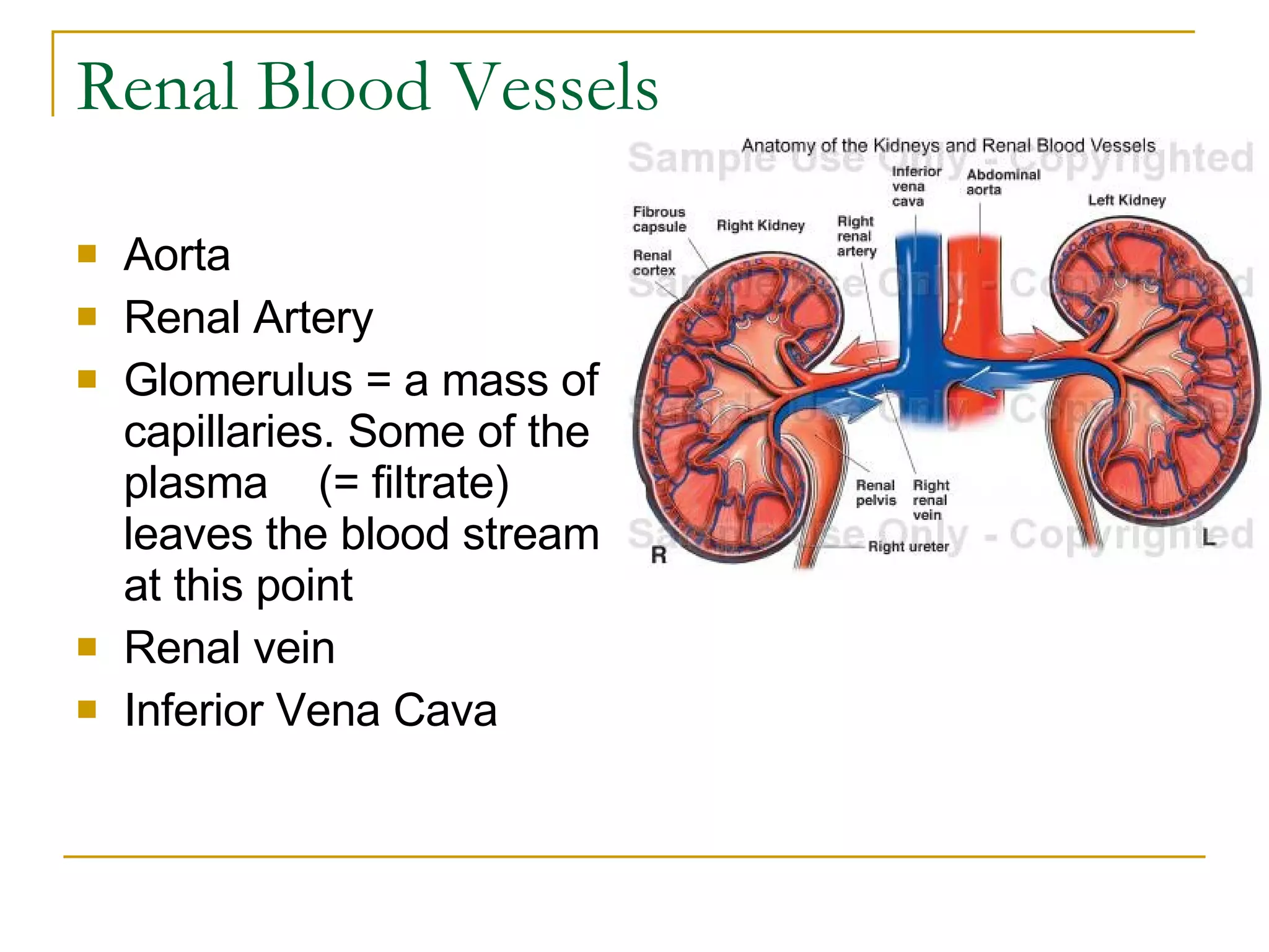 Renal Blood Vessels Aorta  Renal Artery Glomerulus = a mass of capillaries. Some of the plasma    (= filtrate) leaves the blood stream at this point  Renal vein Inferior Vena Cava  