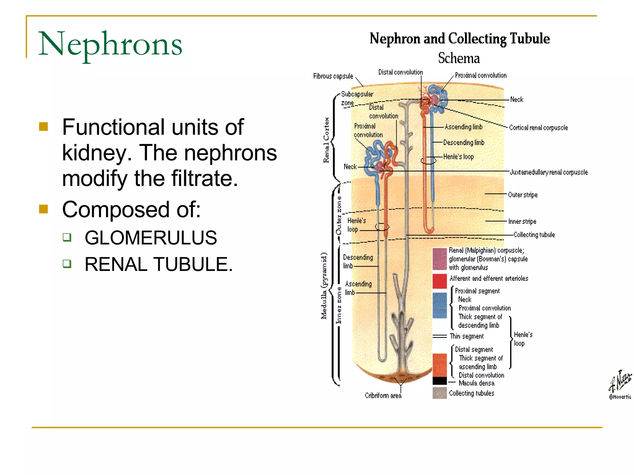 Nephrons Functional units of kidney. The nephrons modify the filtrate.  Composed of:  GLOMERULUS  RENAL TUBULE.                    