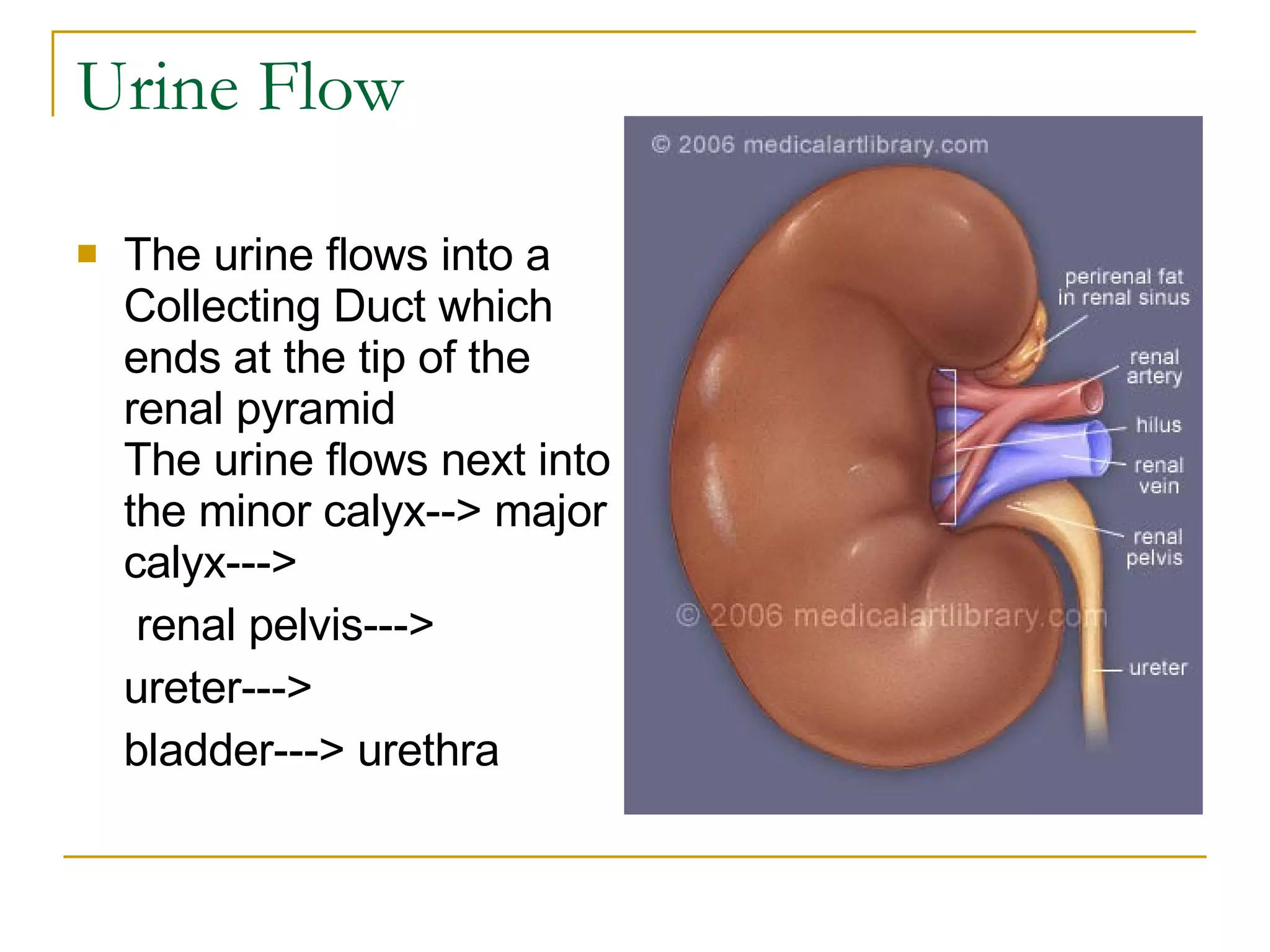 Urine Flow The urine flows into a Collecting Duct which ends at the tip of the renal pyramid  The urine flows next into the minor calyx--> major calyx--->    renal pelvis--->  ureter---> bladder---> urethra  