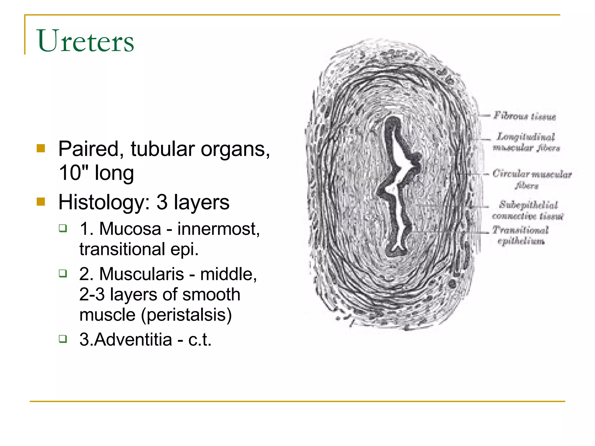 Ureters Paired, tubular organs, 10" long  Histology: 3 layers  1. Mucosa - innermost, transitional epi.  2. Muscularis - middle, 2-3 layers of smooth muscle (peristalsis)  3.Adventitia - c.t.  