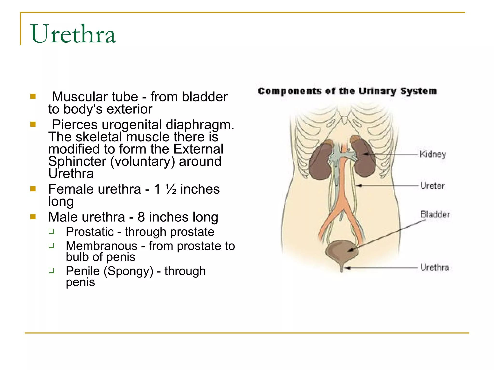 Urethra Muscular tube - from bladder to body's exterior    Pierces urogenital diaphragm. The skeletal muscle there is modified to form the External Sphincter (voluntary) around Urethra  Female urethra - 1 ½ inches long  Male urethra - 8 inches long  Prostatic - through prostate  Membranous - from prostate to bulb of penis  Penile (Spongy) - through penis     