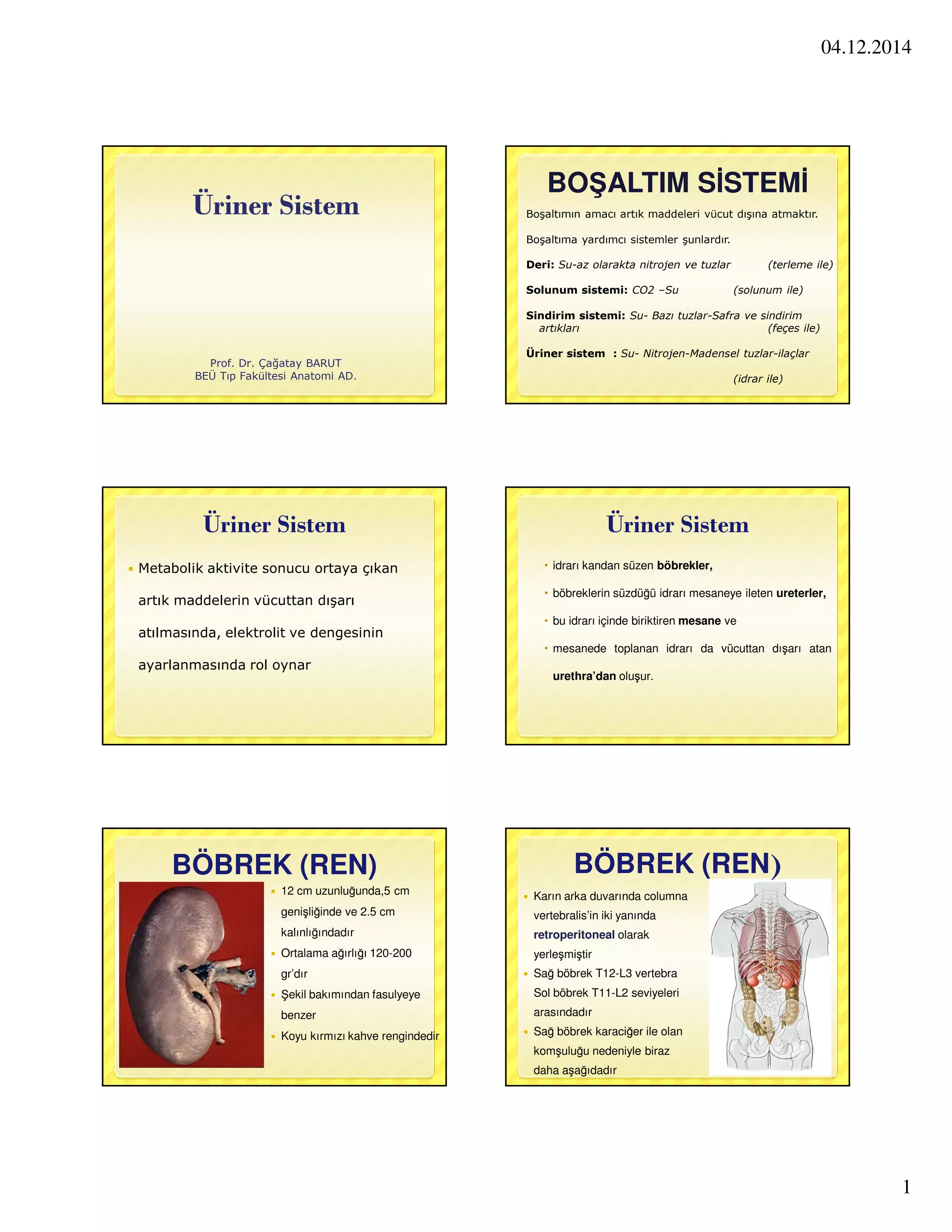 8 urogenital-shmyo | PDF
