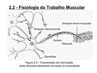 Figura 2.3 - Transmissão da informação
entre diversos elementos nervosos ou musculares
2.2 - Fisiologia do Trabalho Muscular
Sinapse neuro-muscular
Sinapse interneuronal
Axônio
Músculo
Dendritas
 