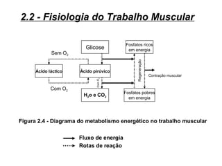 Glicose
H2o e CO2
Ácido pirúvicoÁcido láctico
Fosfatos ricos
em energia
Com O2
Sem O2
ComO2
Regeneração
Contração muscular
Figura 2.4 - Diagrama do metabolismo energético no trabalho muscular
Fosfatos pobres
em energia
Fluxo de energia
Rotas de reação
2.2 - Fisiologia do Trabalho Muscular
 