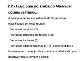 COLUNA VERTEBRAL
A coluna vertebral é constituída de 33 vértebras,
classificadas em cinco grupos:
Vértebras cervicais (7);
Vértebras torácicas ou dorsais (12);
Vértebras lombares (5);
Vértebras sacrococcigenas (9): (5) estão fundidas e
formam o sacro e as (4) da extremidade inferior são pouco
desenvolvidas e formam o cóccix.
2.2 - Fisiologia do Trabalho Muscular
 