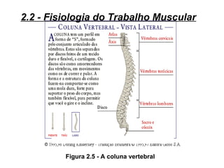 Figura 2.5 - A coluna vertebral
2.2 - Fisiologia do Trabalho Muscular
 