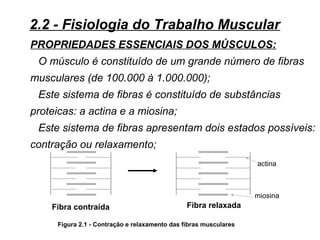 PROPRIEDADES ESSENCIAIS DOS MÚSCULOS:
O músculo é constituído de um grande número de fibras
musculares (de 100.000 à 1.000.000);
Este sistema de fibras é constituído de substâncias
proteicas: a actina e a miosina;
Este sistema de fibras apresentam dois estados possíveis:
contração ou relaxamento;
Fibra contraída
Figura 2.1 - Contração e relaxamento das fibras musculares
2.2 - Fisiologia do Trabalho Muscular
Fibra relaxada
actina
miosina
 